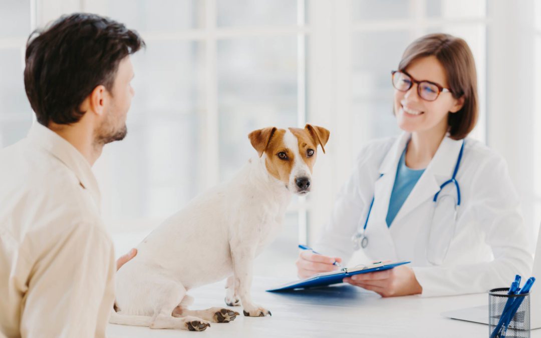 Business consultants in the veterinary industry: What do they do, how many types are there, and how much do they cost?